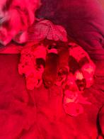 100% raszuivere Australian Shepherd pups – net geboren, Dieren en Toebehoren, Honden | Herdershonden en Veedrijvers, Parvo, 8 tot 15 weken