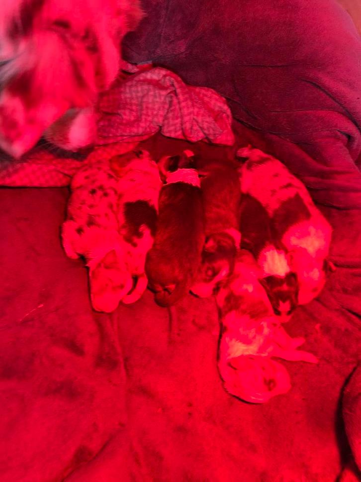 100% raszuivere Australian Shepherd pups – net geboren, Dieren en Toebehoren, Honden | Herdershonden en Veedrijvers, Meerdere dieren