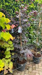 Cercis ‘ace of space’, Ophalen, Volle zon, Overige soorten