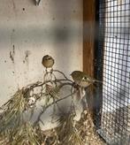 Goudhaantje, Meerdere dieren, Wildzangvogel, Geringd