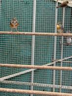 Te koop koppel japanse nachtegalen en losse man, Meerdere dieren