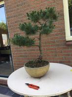 Bonsai Pinus Parviflora (Japanse witte den), Tuin en Terras, Planten | Bomen, Bloeit niet, Overige soorten, Minder dan 100 cm