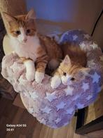 Super mooie x Maine Coon kittens, Dieren en Toebehoren, Katten en Kittens | Overige Katten, Meerdere dieren