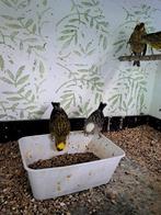 Lizard kanaries, Dieren en Toebehoren, Meerdere dieren, Overige soorten