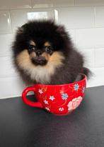 Pomeranian bearface teacup pup mini gorilla bear pomeriaan, Dieren en Toebehoren, Honden | Chihuahua's en Gezelschapshonden, Rabiës (hondsdolheid)