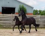 Toekomstig Sportpaard!, Dieren en Toebehoren, Paarden, Merrie, Minder dan 160 cm, Niet van toepassing, Dressuurpaard