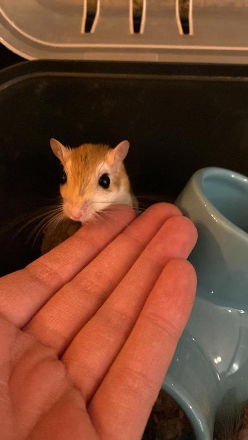 Twee bleke gerbils (dames), Dieren en Toebehoren, Knaagdieren, Vrouwelijk, Overige typen, September