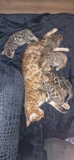 Bengaal kittens, Dieren en Toebehoren, Katten en Kittens | Raskatten | Korthaar, Meerdere dieren, Gechipt, 0 tot 2 jaar