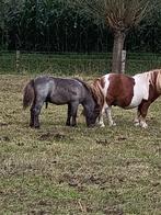 Gevraagd  mooi bont veulen, Mei