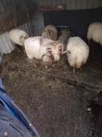 Drents heideschaap ram, Mannelijk, Schaap