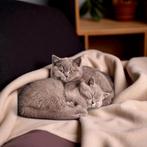 Britse korthaar kittens (Grijs) met stamboom, Dieren en Toebehoren, Katten en Kittens | Raskatten | Korthaar, Kater, Ontwormd