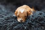 Unieke toypoedel met hartje geboren, Dieren en Toebehoren, Poedel, Rabiës (hondsdolheid), Reu, 8 tot 15 weken