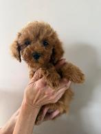 Maltipoo pups, Dieren en Toebehoren, Overige rassen, CDV (hondenziekte), 8 tot 15 weken, Meerdere