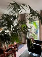 Grote Gentia Palm, Huis en Inrichting, Kamerplanten, Ophalen, 200 cm of meer, Palm, Halfschaduw