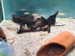 Lamprologus Ocellatus Gold Tanganyika Cichliden, slakkenhuis, Dieren en Toebehoren, Vissen | Aquariumvissen, Vis, Zoetwatervis