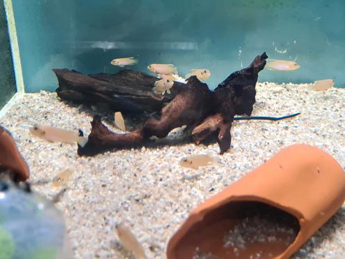 Lamprologus Ocellatus Gold Tanganyika Cichliden, slakkenhuis, Dieren en Toebehoren, Vissen | Aquariumvissen, Zoetwatervis, Vis