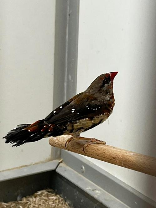 Tijgervink 2-0, Dieren en Toebehoren, Vogels | Overige Vogels, Tropenvogel, Mannelijk