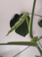 Monstera deliciosa, Huis en Inrichting, Kamerplanten, Ophalen, Overige soorten, 100 tot 150 cm