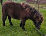 Te koop: super lief mini shetlander veulen., Dieren en Toebehoren, Pony's, Niet van toepassing, 0 tot 2 jaar, Hengst, A pony (tot 1.17m)