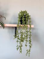 Kunst erwtenplant, Ophalen of Verzenden, Zo goed als nieuw
