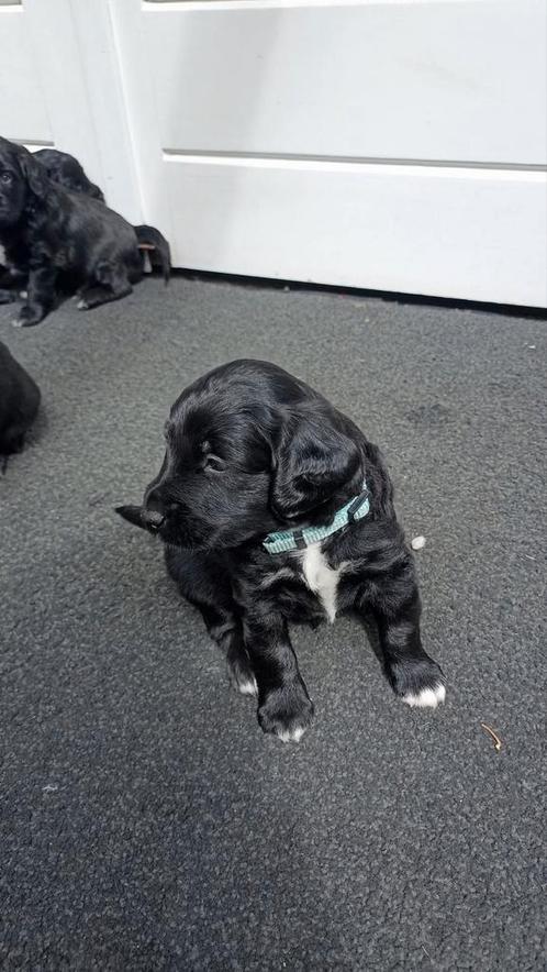 Mooi kruising groeien op in huis, Dieren en Toebehoren, Honden | Niet-rashonden, Reu, Particulier, Meerdere, Nederland, 8 tot 15 weken