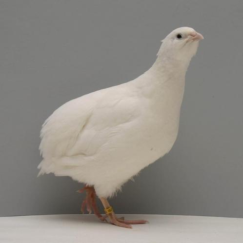 Bonte/Witte Jumbo Japanse broedeieren te koop, Dieren en Toebehoren, Pluimvee, Overige soorten, Geslacht onbekend