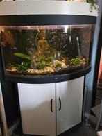 Aangeboden ; hoek-aquarium, Dieren en Toebehoren, Vissen | Aquaria en Toebehoren, Ophalen, Gebruikt, Gevuld zoetwateraquarium