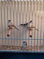Mooie koppels bichenow astrildes p.koppel 50.00, Dieren en Toebehoren, Vogels | Overige Vogels, Meerdere dieren