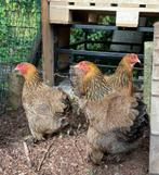 Brahma krielkippen, Dieren en Toebehoren, Vrouwelijk, Kip
