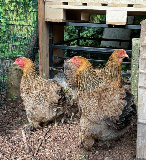 Brahma krielkippen, Dieren en Toebehoren, Pluimvee, Kip, Vrouwelijk