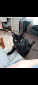 Op zoek naar een gouden mandje, Kater