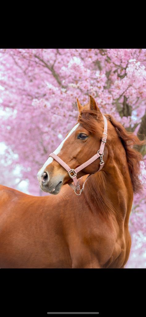 Lieve PRE merrie met carta, Dieren en Toebehoren, Paarden, Merrie, 160 tot 165 cm, 11 jaar of ouder, Recreatiepaard, Met stamboom