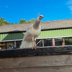 Mooi koppel witte pauwen, man 6 jaar, vrouw 4 jaar., Dieren en Toebehoren, Meerdere dieren, Tropenvogel, Tam