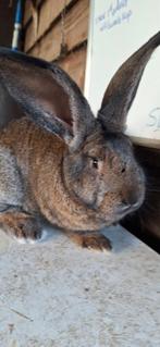 Vlaamse reus ram., Mannelijk, Groot, 0 tot 2 jaar