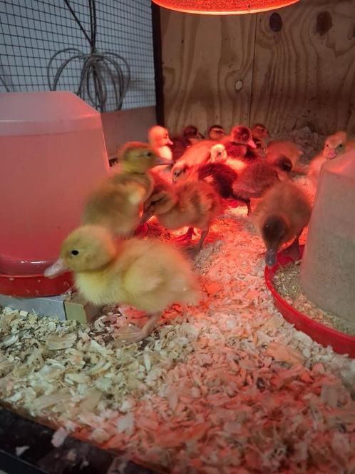 Jonge indische loopeendjes, vrouwtjes, Dieren en Toebehoren, Pluimvee, Eend, Vrouwelijk
