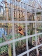 Antwerpse baardkriel hen  te koop of hen gevraagd, Dieren en Toebehoren, Vogels | Overige Vogels, Vrouwelijk