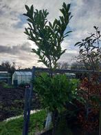 Laurierstruik, Tuin en Terras, Planten | Struiken en Hagen, Ophalen of Verzenden, Laurier, Struik, 100 tot 250 cm