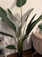 Kunst bananenplant citca 2.5 M hoog, Ophalen, Overige soorten, Halfschaduw, 200 cm of meer