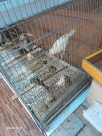 Te koop kanarie mannen en popen zelef uitzoeken, Dieren en Toebehoren, Vogels | Kanaries, Meerdere dieren, Kleurkanarie