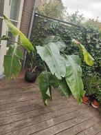 Strelitzia kamerplant, Tuin en Terras, Planten | Tuinplanten, Ophalen, Overige soorten