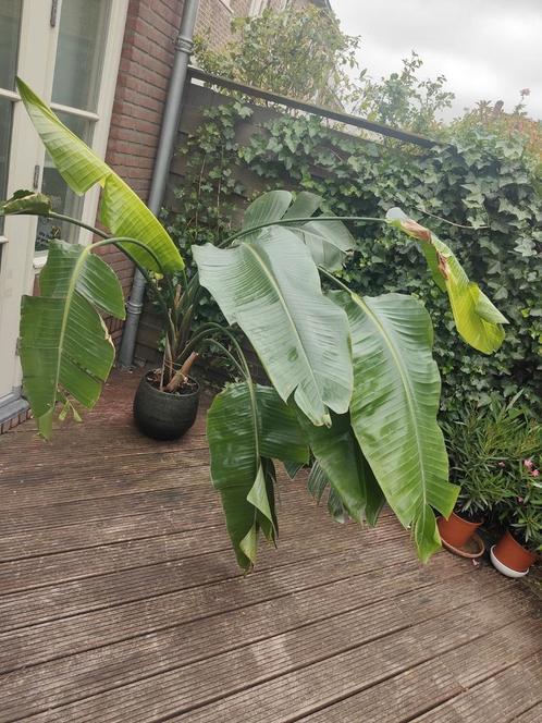 Strelitzia kamerplant, Tuin en Terras, Planten | Tuinplanten, Overige soorten, Ophalen