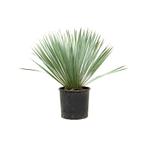 Yucca Rostrata - Palmlelie g38923