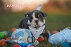 Mooie en Gezonde Engelse bulldog-puppy's, Rabiës (hondsdolheid), 8 tot 15 weken, Buitenland, Bulldog