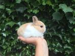 Diverse baby mini dwerg konijnen ! Konijntjes dwergen ❤️ ️️️, Dieren en Toebehoren, Meerdere dieren, Dwerg, 0 tot 2 jaar