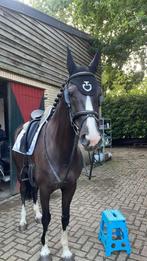Allround springpaard / dressuurpaard, Dieren en Toebehoren, Paarden, Merrie