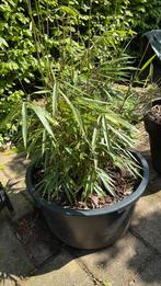 Bamboe is groete bak kuip, Tuin en Terras, Planten | Tuinplanten, Ophalen, Bloeit niet, Overige soorten, Halfschaduw