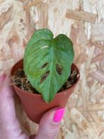 Monstera Adansonii Mint stek, Huis en Inrichting, Kamerplanten, Ophalen of Verzenden, Overige soorten, Halfschaduw, Minder dan 100 cm