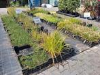 Siergrassen!! Actie €2,- pst Vele soorten! Lampenpoets riet, Vaste plant, Siergrassen, Ophalen of Verzenden, Halfschaduw