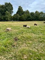Ouessant lammeren, Meerdere dieren, Schaap, 0 tot 2 jaar