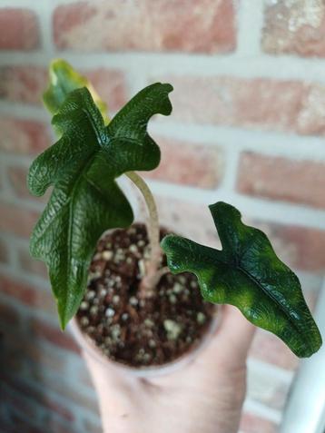 Alocasia Jacklyn babyplantje  beschikbaar voor biedingen